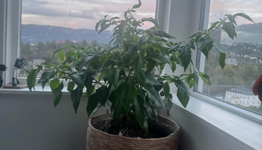 Habanero carribean red