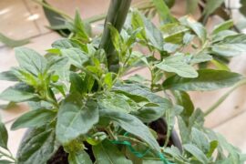 I was given this pepper plant. The person who gave it to me told me that the peppers it makes are definitely not edible. They told me it's a Pokoto or Rokoto pepper something like that. Can you give me some care tips about it? L
