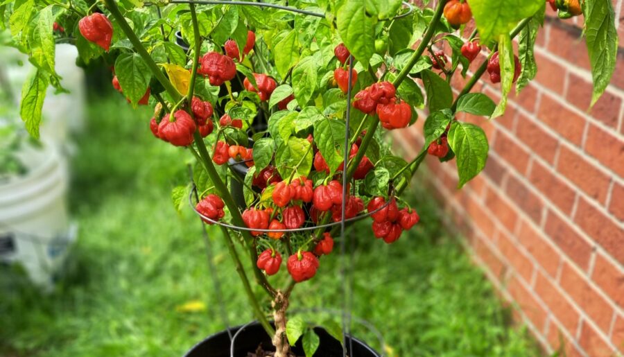 7 Pot Brain Strain Getting Angry!