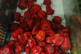 What kind of pepper is this?