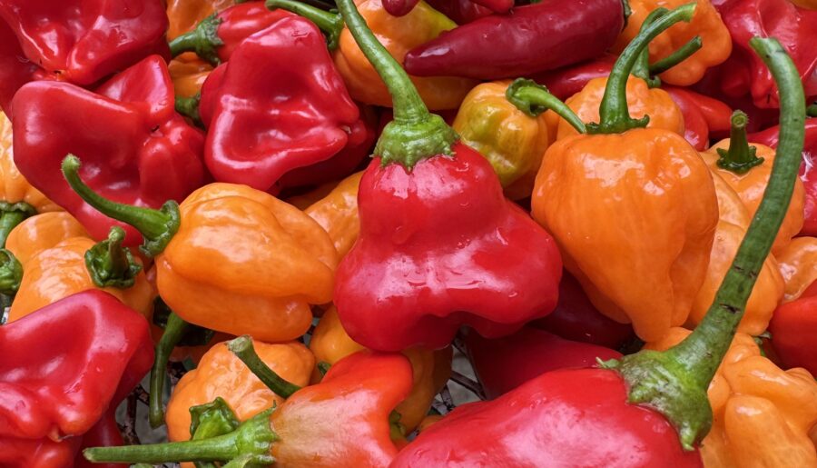 Habaneros, Fresno’s, and Mad Hatters. Zone 6b
