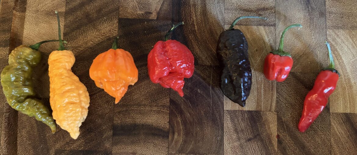Pepper ID Help?