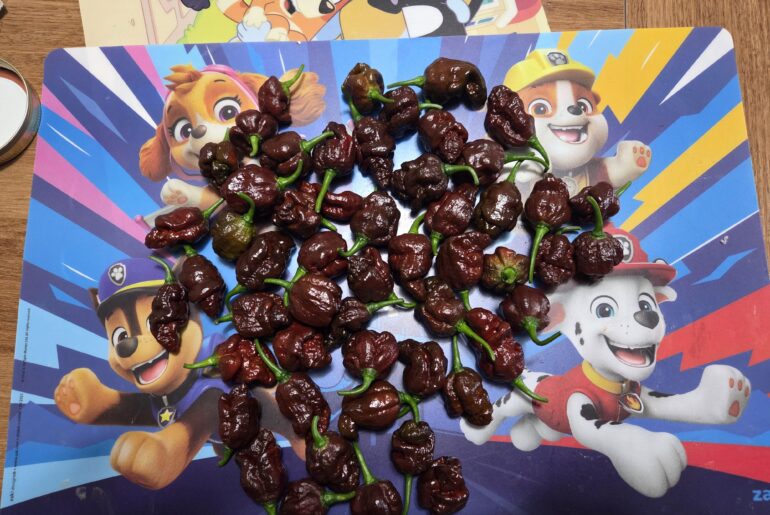 Chocolate Bhutlah: 53 peppers on this yield, and I still have another 34 left on my monster of a bush(tree)