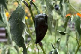 Hi! Does anyone know what pepper this is?
