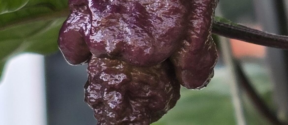 Purple Death