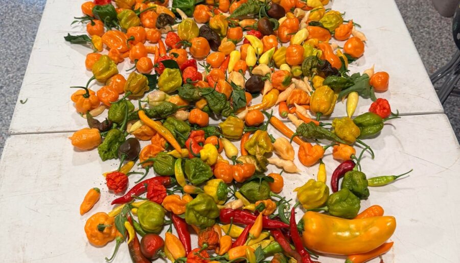 Big harvest.