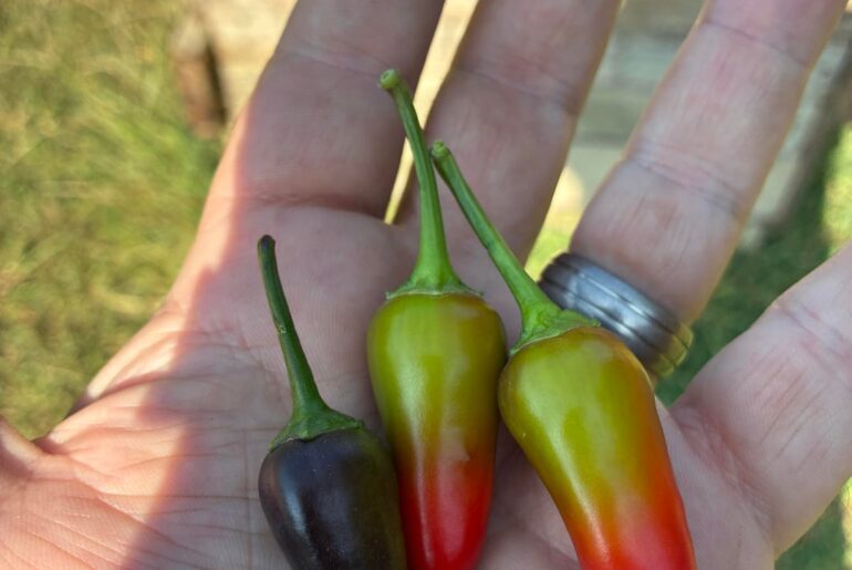 Can someone ID these for me?