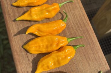 First year growing fatalii