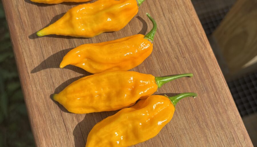 First year growing fatalii