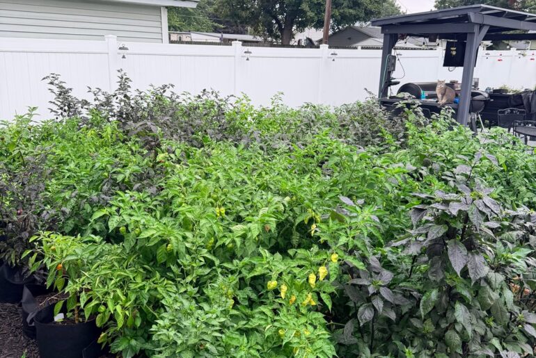 Plants love the cooler weather.