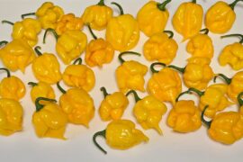 MOA Scotch Bonnet With Stingers