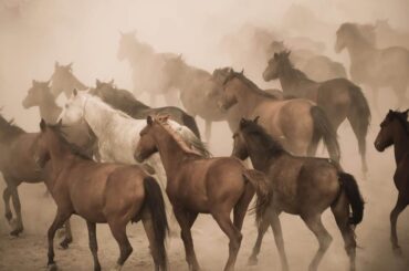 Oregon’s Wild Horses Face an Emergency as Drought and Wildfires Rage