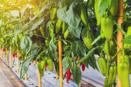 How air temperature effects leaves on sweet pepper plants