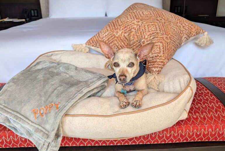 Dogs get chromotherapy massages and chef-curated dinners at this luxury Mexico resort. After visiting, my dog wants to move in.