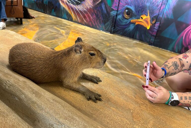 PETA calls for investigation into Fort Lauderdale's Capybara Café