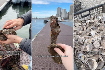 A person sorting through oyster shells in New York.