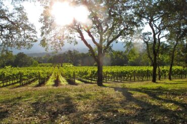 California: Early harvest and smaller yields characterise growing year