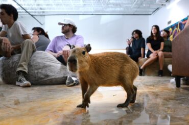 PETA demands Fort Lauderdale officials shut down petting zoo Capybara Café