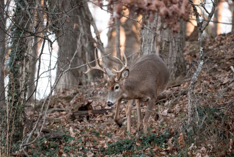 Smaller wild food supply could boost West Virginia’s deer harvest
