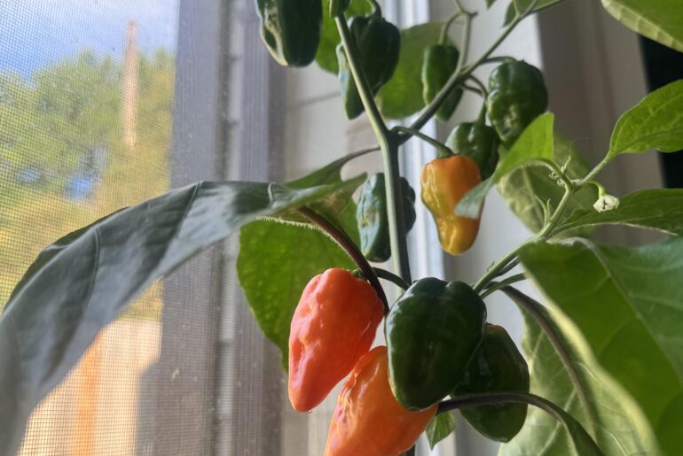 Habaneros grown indoors on the windowsill!!