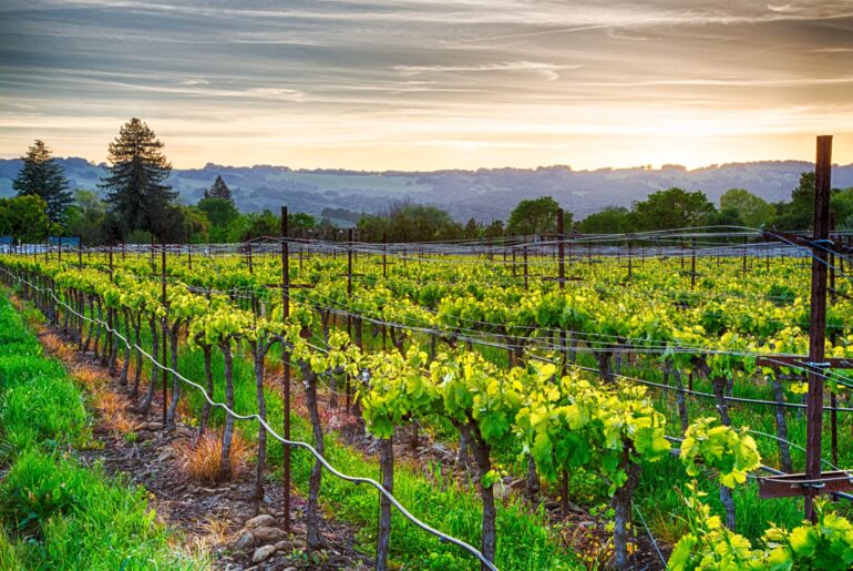 Williamson Act Vineyards & Property Tax: Income-Based Assess