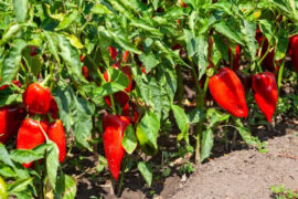 16 Best Companions for Pepper Plants (And Which to Avoid)