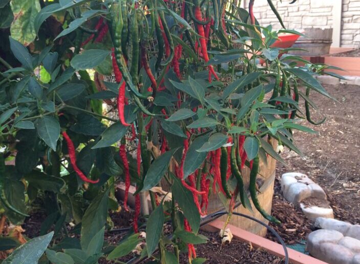 Garden Help Desk: How to start pepper plants and other timely March tips | News, Sports, Jobs