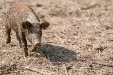 Where to buy grass-finished beef and local proteins in Oklahoma