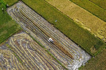 Indonesia: Food Supplies Sufficient Until Year-End