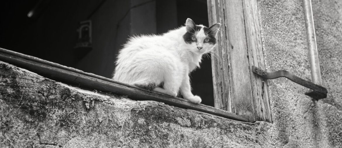 Cuba's Cats in Times of Crisis