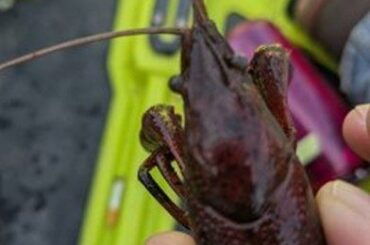 CISMA investigating invasive crayfish found in Cass County