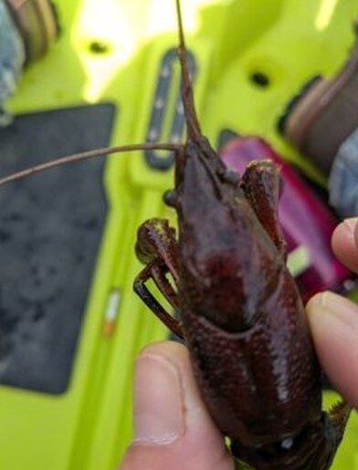 CISMA investigating invasive crayfish found in Cass County