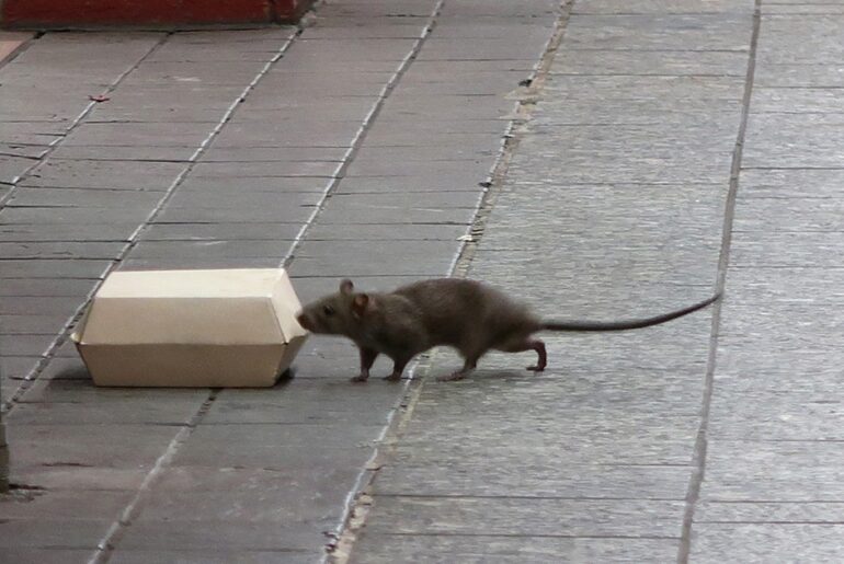 Rats and mice are the worst in these U.S. cities, new ranking finds