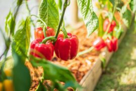 Pepper companion planting: best plants to grow with peppers