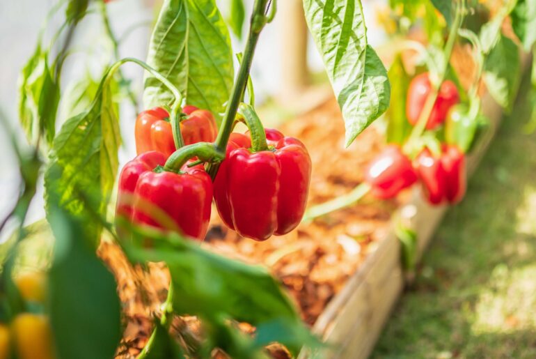 Pepper companion planting: best plants to grow with peppers