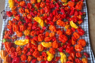 The result of the last harvest .