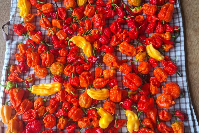 The result of the last harvest .