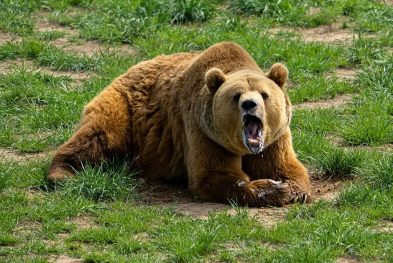 Hunters Allowed to Lure Bears With Donuts in Alaska's National Preserves Again