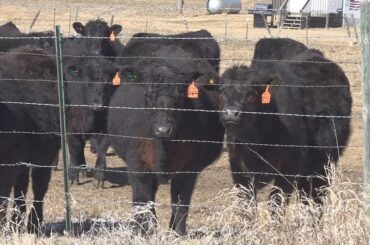 ‘Food safety is NOT red tape’: Cattle group pushes back on Trump’s processing proposal