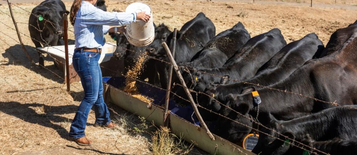 Around the World with Beef: A Fresh Take on Ranch-to-Table | Covering California