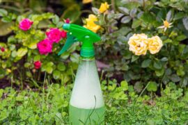 Natural Bug Repellent for Plants: Homemade Sprays and Organic Pest Control