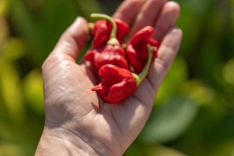 The psychology behind liking spicy food and pain