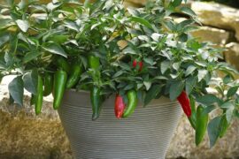 Grow, prepare and enjoy hot peppers | Features