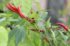 4 Tips For Overwintering Peppers