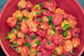 Butch T scorpion pepper: Why do people feel compelled to eat the world’s hottest chilis?