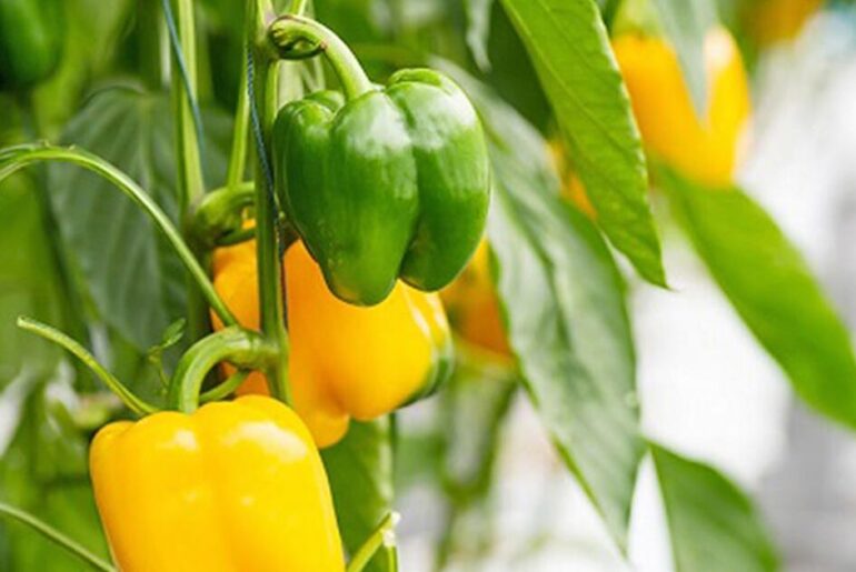 Down the Garden Path: Snacking peppers bring big flavor in a small size – Shaw Local
