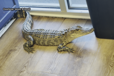 Surveillance video shows baby alligator's trip through Southport business