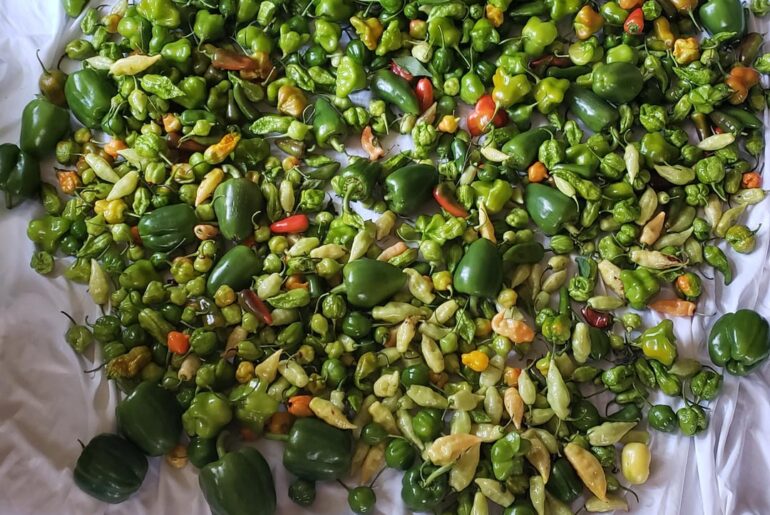 Last Harvest...