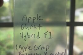 F1 seeds for my first hybrid are ready!