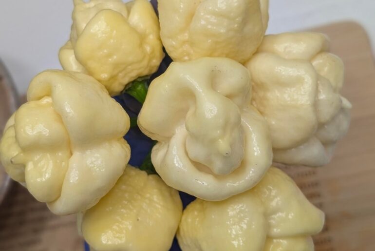 White Moruga & RB003